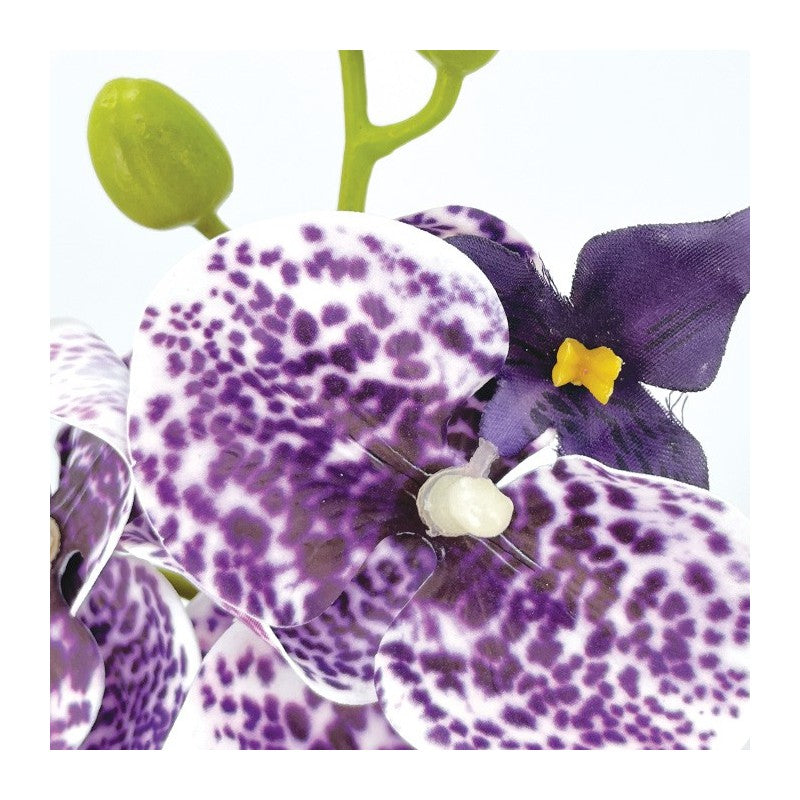 Tige Phalaenopsis Moucheté