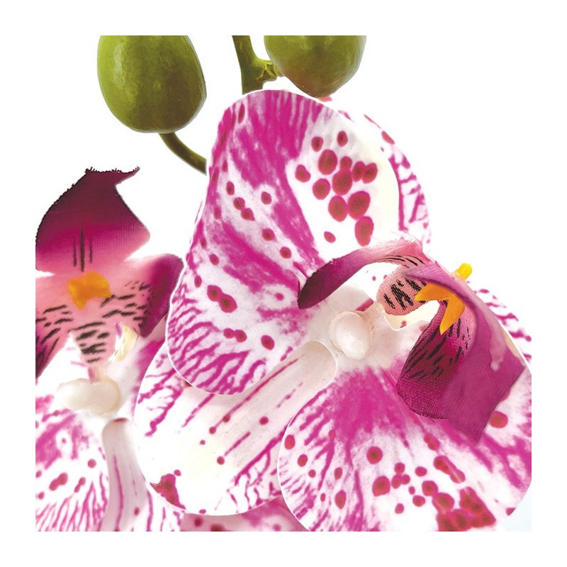 Tige Phalaenopsis Moucheté