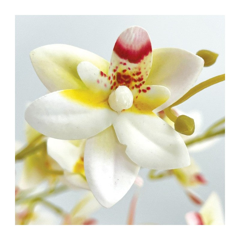 Tige Mini Orchidée