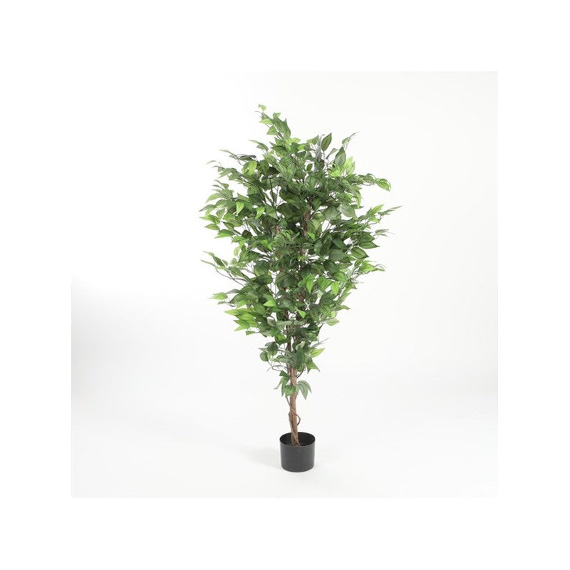 Ficus