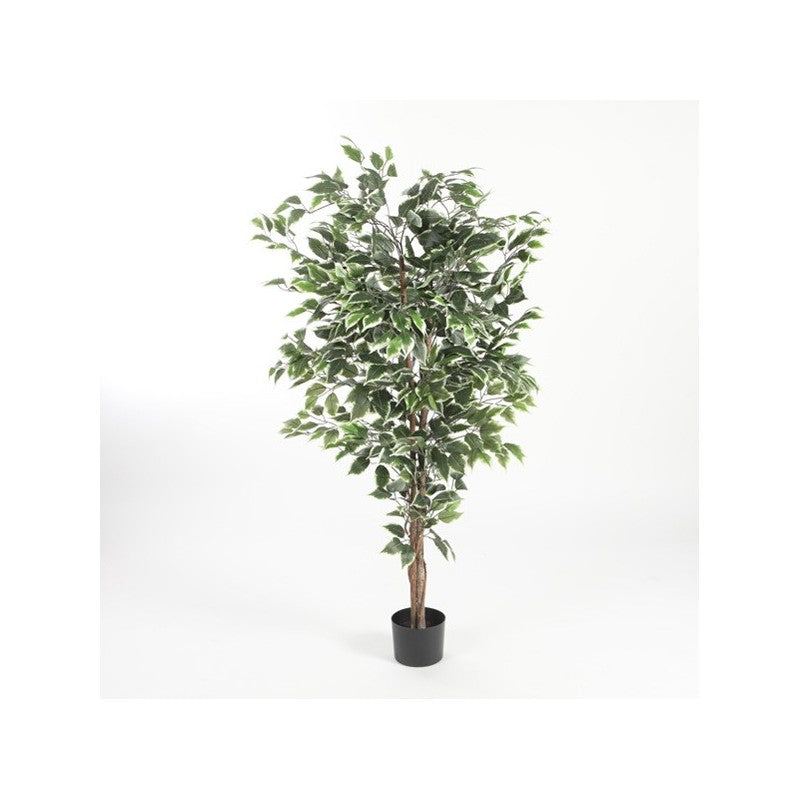 Ficus