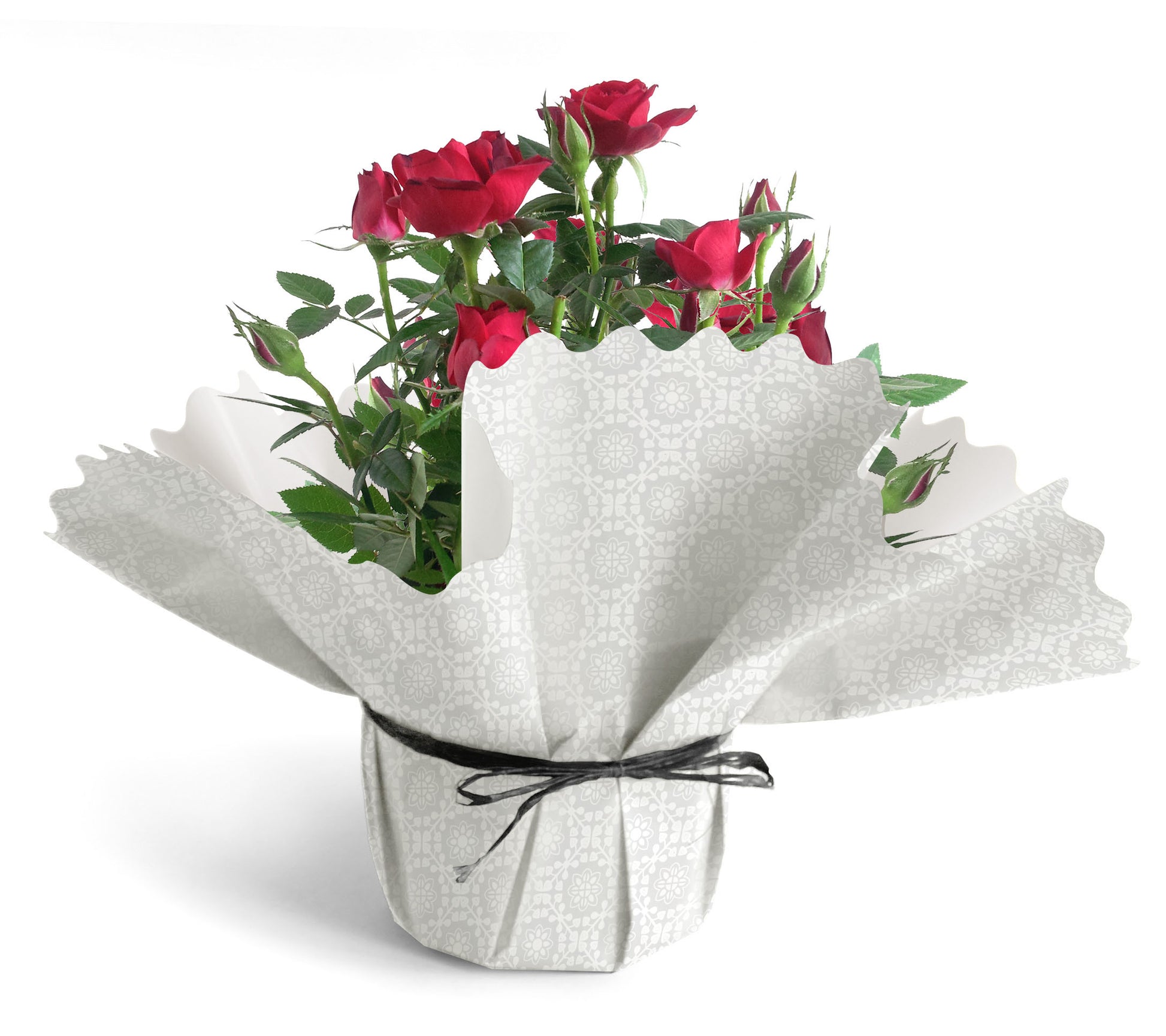 Rosaces Céramic Blanche