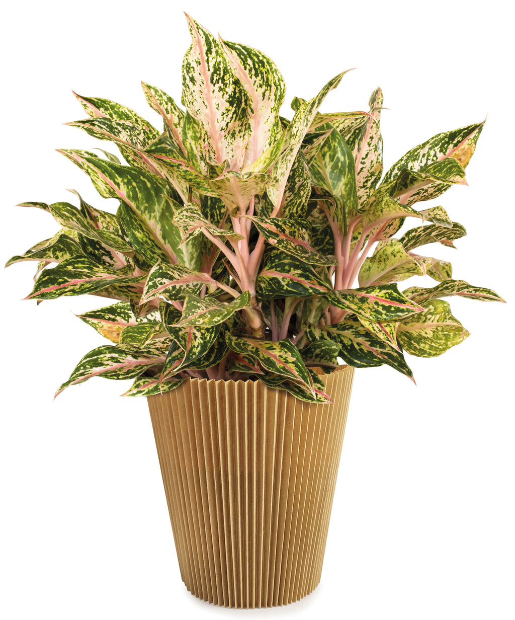 Manchette kraft naturel - Rouleau 20M